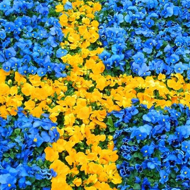 nationaldag Sverige sänkt hastighet